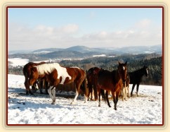 Koně u sena a jejich výhled do krajiny:-)