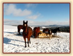 Koně u sena a jejich výhled do krajiny:-)