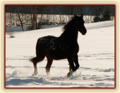 Nově příchozí valach se nosí