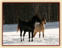 Carthago a Galen se provokují