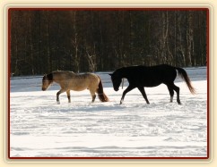 Carthago a Galen se provokují