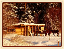 Koně odpočívají u přístřešku při východu slunce