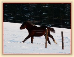 Gimli, půlroční hříbě