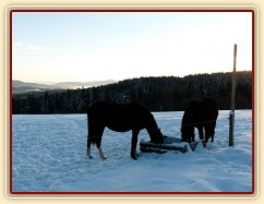 Roční a dvouletá kobylka u vody