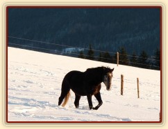 Hřebec lipicána se brodí sněhem