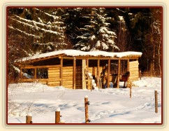 Poníci v přístřešku