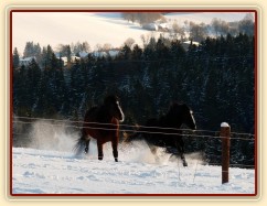 Mladé kobylky si hrají