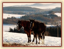 Vypadají jako ségry:-) roční a dvouletá kobylka Irish Sport Horse