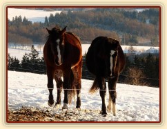 Vypadají jako ségry:-) roční a dvouletá kobylka Irish Sport Horse