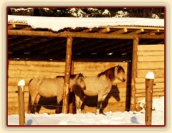 Poníci a jejich oblíbená činnost - odpočinek jedině v přístřešku, za každého počasí:-)