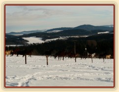 Stádo běží na druhou stranu výběhu