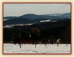 Stádo běží na druhou stranu výběhu