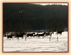 Stádo běží na druhou stranu výběhu