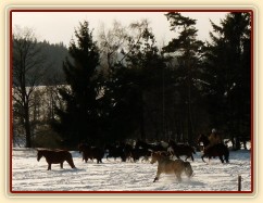 Stádo běhá po výběhu - snaha vyfotit koně v pohybu (jinak celou zimu jen stojí u seníku a cpou se:-)