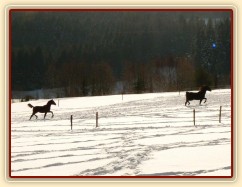 Mladí koně se nosí