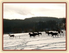 Stádo běhá po výběhu - snaha vyfotit koně v pohybu (jinak celou zimu jen stojí u seníku a cpou se:-)