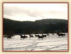 Stádo běží přes výběh od vody k senu