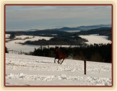 Koně běží k senu