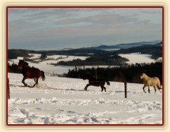 Koně běží k senu