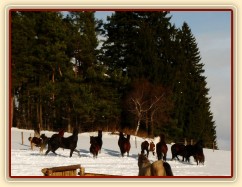 Koně pobíhají po výběhu