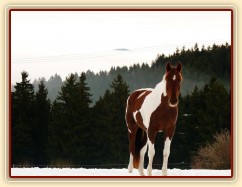 Vikina, v pozadí kopce v mlze