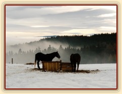Hřebci u sena, kopce v mlze