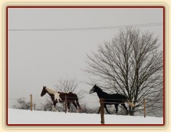 Vikina s Jaredem běží od vody