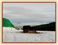 Hřebci u sena s výhledem do mlhy