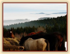 Vyrovnaní koně u seníku