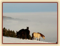 Koně bloumají po výběhu