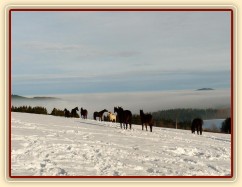 Koně bloumají po výběhu, výhled v mlze