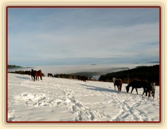 Koně bloumají po výběhu, výhled v mlze