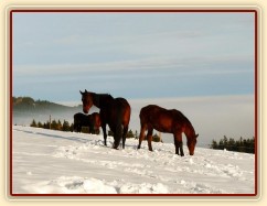 Agáta kouká, jestli nebude něco k snědku:-)