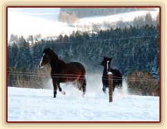 Mladé kobylky si hrají