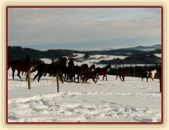 Stádo se dává do pohybu na druhou stranu výběhu