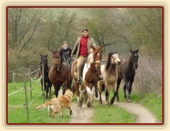 Duben 2010, Viki zvládá i odvedení stáda na pastvu:-)