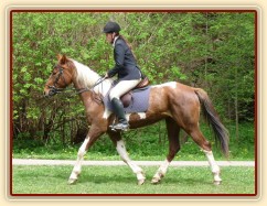 Květen 2010, druhé parkurové závody, to ještě jezdila na dvojitých otěžích za nos a udidlo