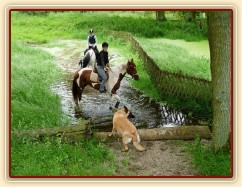 Červen 2010, trénink crossu v Pecínově, koně s vodou problém nemají, ale psa by tam člověk nedostal:-)