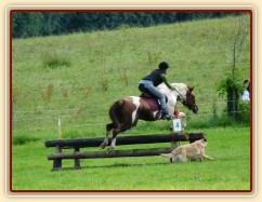 Srpen 2010, crossový trénink v Borové, Samantha asistuje:-)