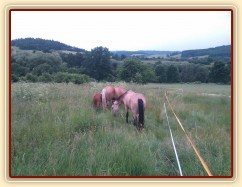 Mikey, Jacs a Peny na pastvině