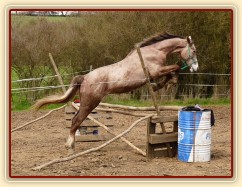 Dukát skáče ve volnosti