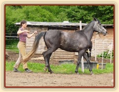 Kasira při práci ze země - ustupování podel ohrady
