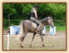 Dukát při práci na jízdárně - ohnutí na kruhu v kroku