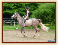 Dukát při práci na jízdárně - cval