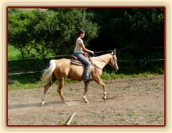 Jacs při ježdění na jízdárně - krok