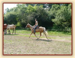 Jacs při ježdění na jízdárně - klus