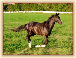 Léto 2009, Grant na volno na vyjížďce