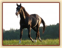 Léto 2009, Grant na volno na vyjížďce