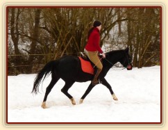 Únor 2010, Grant svižně kluše po jízdárně