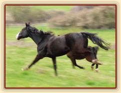 Květen 2010, Grant po vypuštění na pastvu, ta rychlost:-)